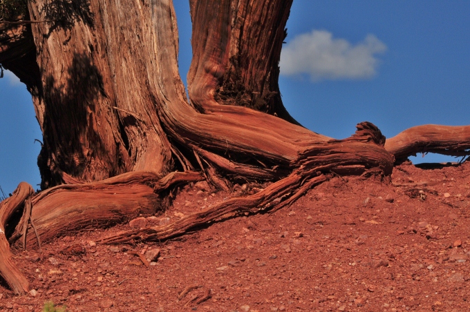tree in Garden of the Gods, Colorado